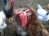 kanadele-valku-valgu-soot-sootmine-4