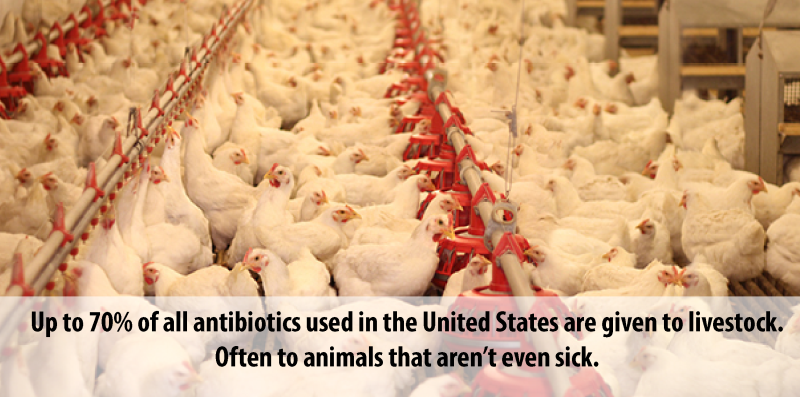 ettevaatust-kanaliha-antibiootikumid
