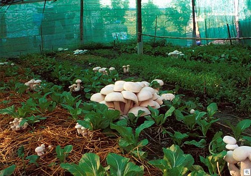 Kasvata-kodus-seeni