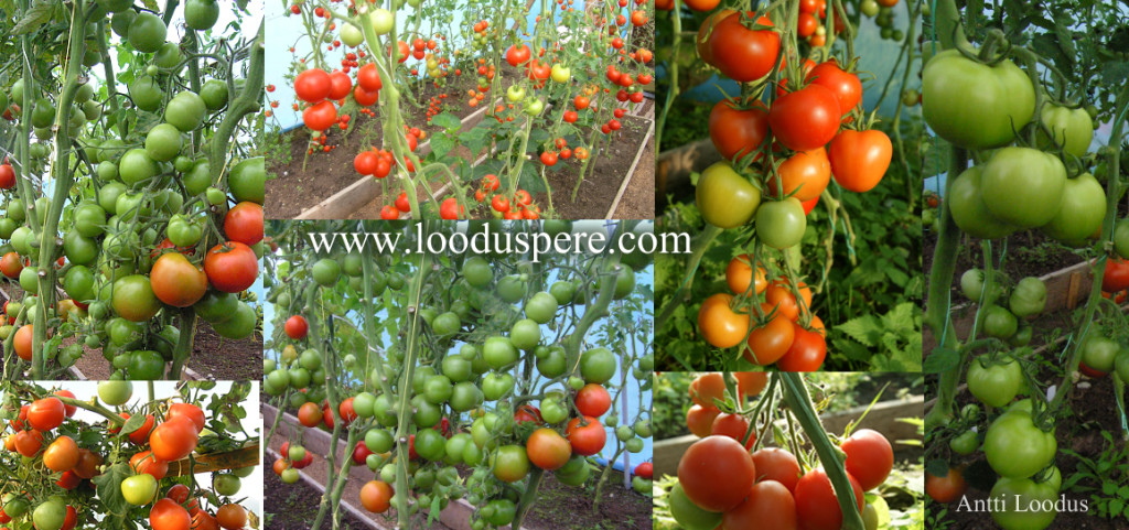 tomat-tomatid-palju-suur-saak-mahla